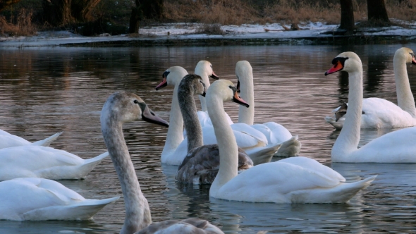 Swan Swiming on River