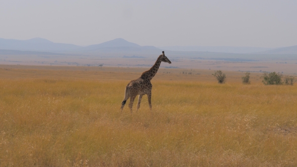 Lonely giraffe dating