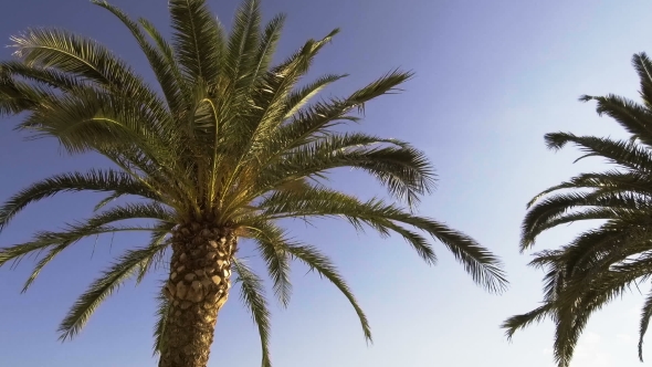 Bottom View of Green Exotic Palm Tree Against Blue Sky with Sun Background