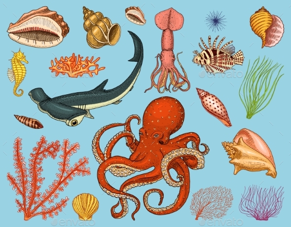 Fish Set or Sea Creature - Animals Characters