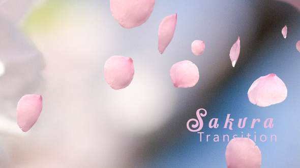 Sakura Cherry Blossom Transition