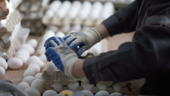 Eggs Grading By Weight and Packaging Production Line at Chicken Farm