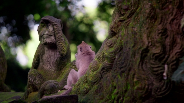 Sacred Monkey Forest