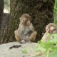 A Family of Monkeys in the Wild Jungle. - VideoHive Item for Sale