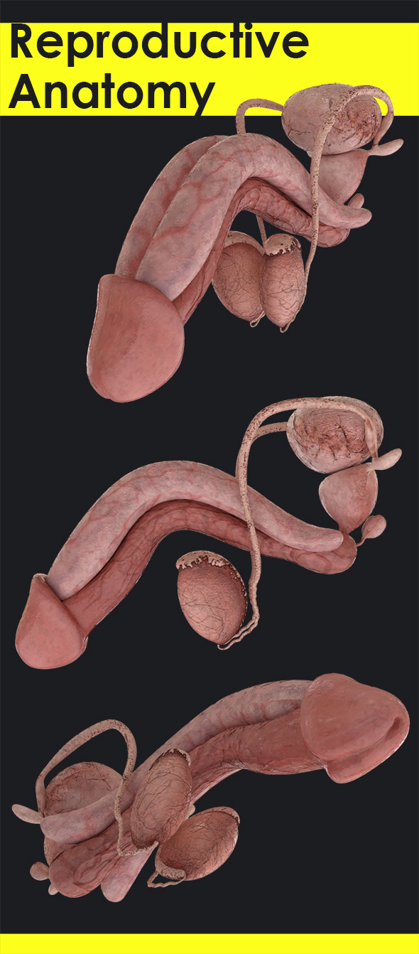 Male Reproductive Anatomy - 3DOcean Item for Sale
