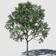 4K Growing Tree v2 - VideoHive Item for Sale