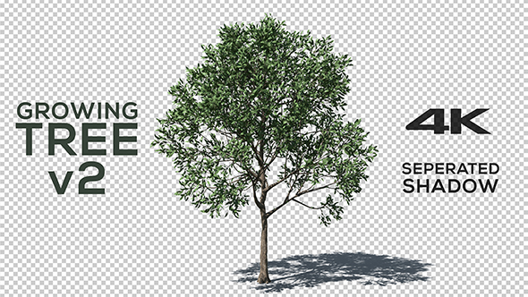 4K Growing Tree v2