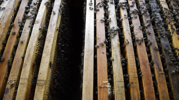 Honey Bees on the Home Apiary alt