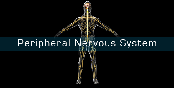Peripheral Nervous System by madi7779 | VideoHive