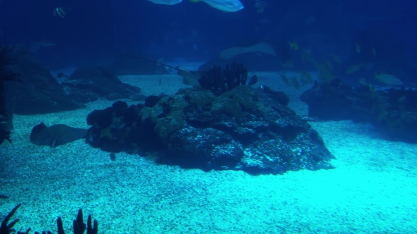 Underwater Life of a Coral Reef. Sharks, Rays and Other Fish. Large Aquarium. alt