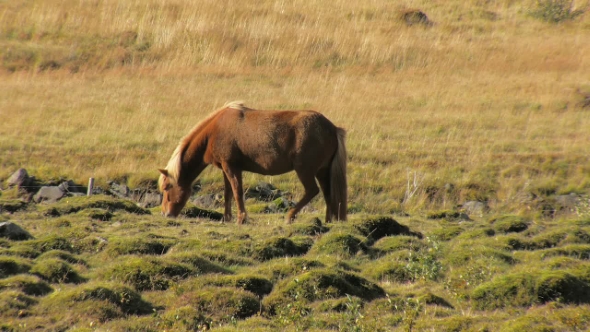 Red Icelandic Horse with Bright Mane Is Grazing on a Meadow in Sunny Day and Walking Out From Frame