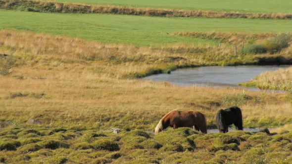 Landscape of Icelandic Pasture with Two Horses, Sunny Weather, Small Bird Is Sitting on a Red Horse