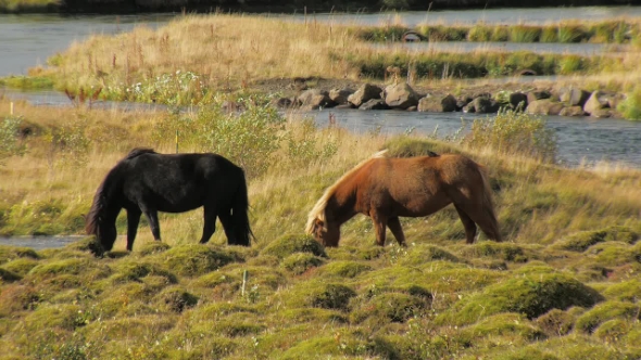 Two Horses Are Grazing in Icelandic Meadows Near River in Sunny Day, Bird Is Sitting on a Back