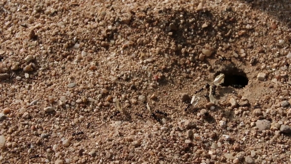 Black Ants Carrying Large Dry Leaves To the Ant Nest, Stock Footage