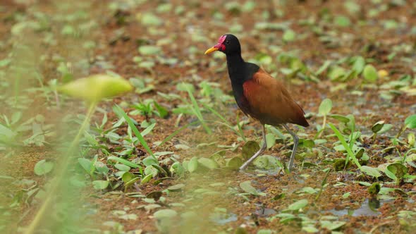 Distinctive black plumage with chestnut back and wings, wild wattled Jacana spotted on floating vege alt