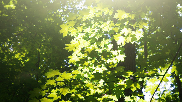 Green Leaves in Summer Forest