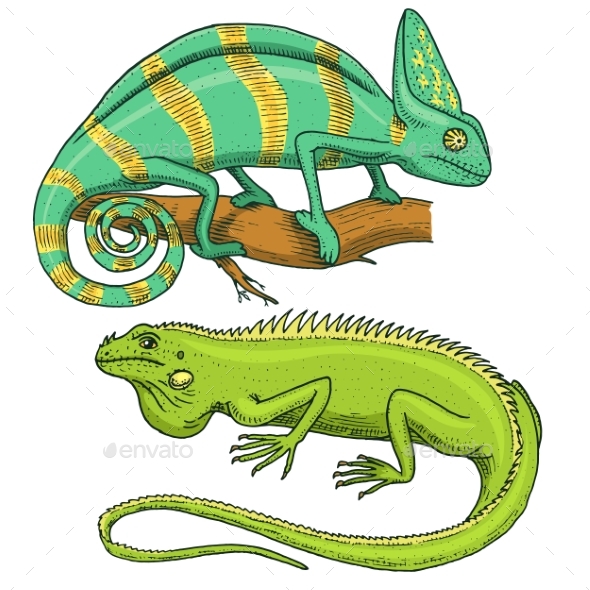 Chameleon Lizard, American Green Iguana, Reptiles - Animals Characters