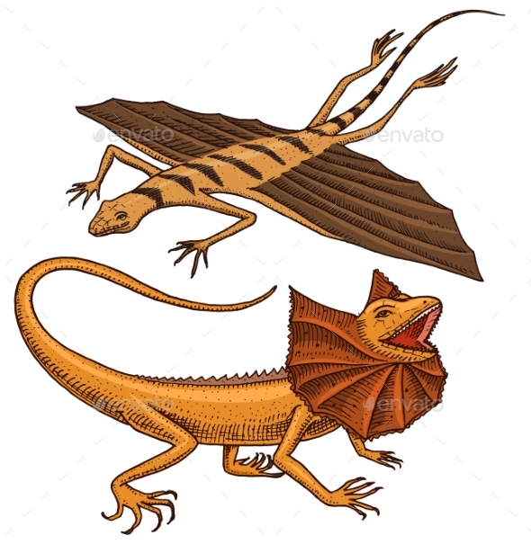 Frilled-necked Lizard, Flying Dragon or Agama - Animals Characters
