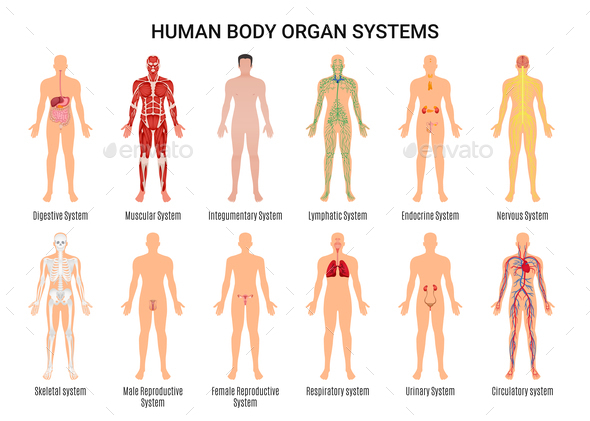 How many systems in the human body