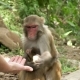 The Female Monkey Takes Food - VideoHive Item for Sale