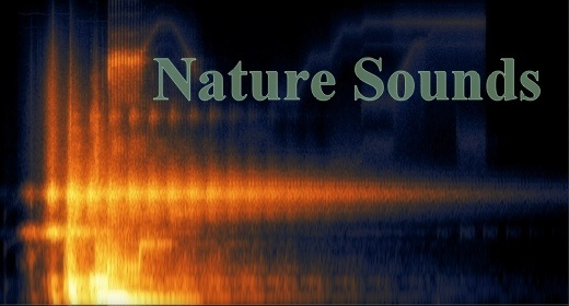 Nature Sounds