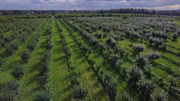 Rows of Young Trees in Fruit Garden From Above Aerial Drone Shot of Horticulture Area alt