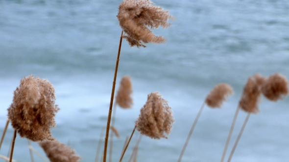 Bulrush Yellow on Frozen Lake