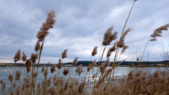 Bulrush Yellow on Frozen Lake