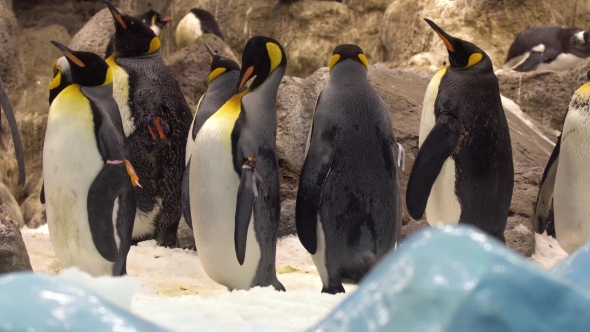 Pinguins in the Zoo