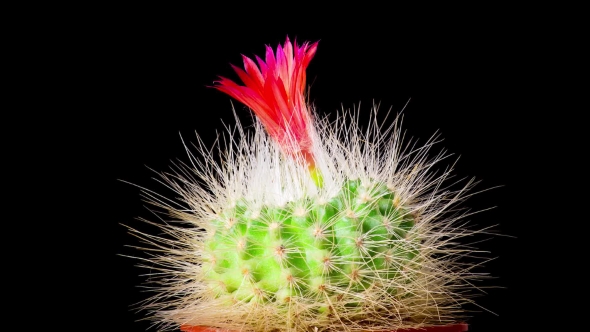 of Cactus or Cacti Flowers