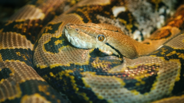 The Longest Snake in the World - Asia's Giant Reticulated Python ...