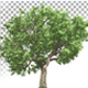 Growing Tree Growing Tree - VideoHive Item for Sale