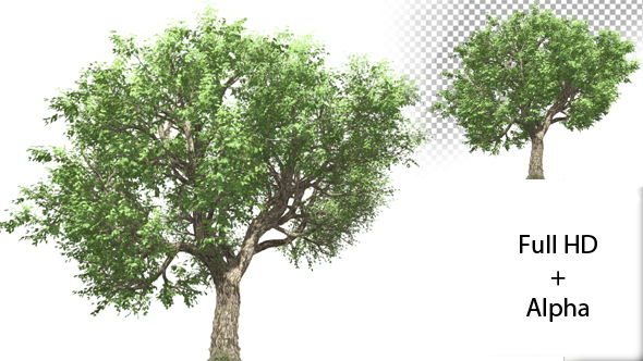 Growing Tree