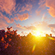 Spring Tree With Sunset - VideoHive Item for Sale