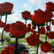 Red Roses at Daylight Red Roses at Daylight - VideoHive Item for Sale