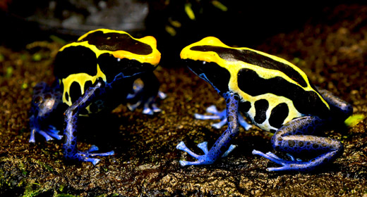 Exotic Frogs