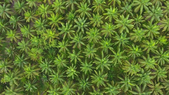 Aerial View on Plantation of Palm Trees alt