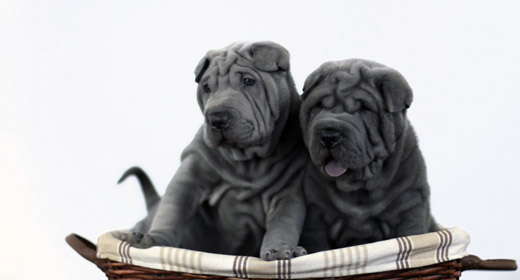 Shar Peis
