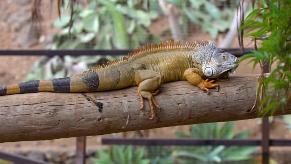 Big Iguana in Zoo at Tenerife