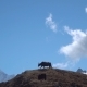 Yaks in the Himalayas. - VideoHive Item for Sale