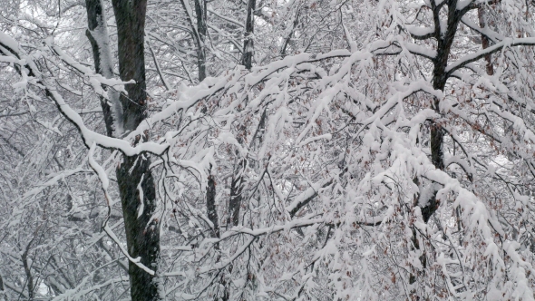 Winter Snowy Forest Trees