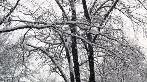 Winter Snowy Forest Trees