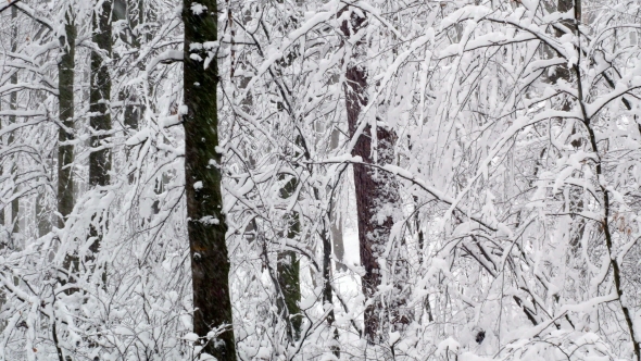 Winter Snowy Forest Trees