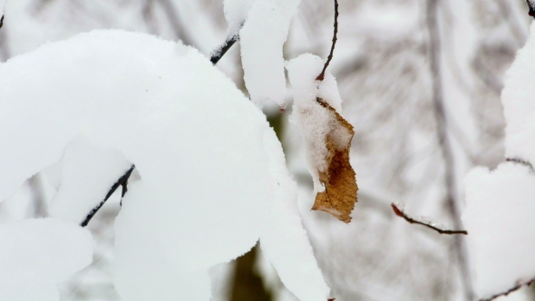 Winter Snowy Forest Trees