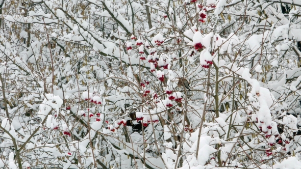 Winter Guelder Rose Snow Birds