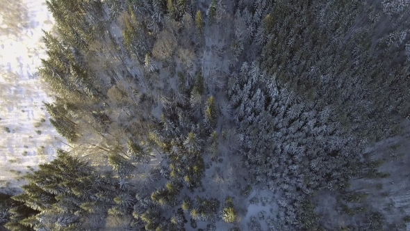 Flight Above Winter Forest on the North, Aerial Top View.