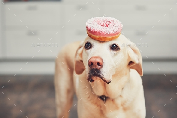 Funny dog with donut - Stock Photo - Images