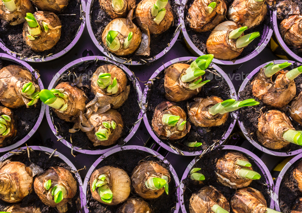 Daffodil Flower Bulbs View From Above Stock Photo By Kynastudio Daffodil Flower Bulbs View From Above