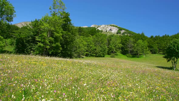 Green forest on mountain cliff with color meadow in summertime