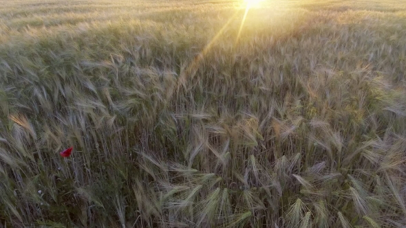 View of Golden Wheat Gently Swaying in Breeze